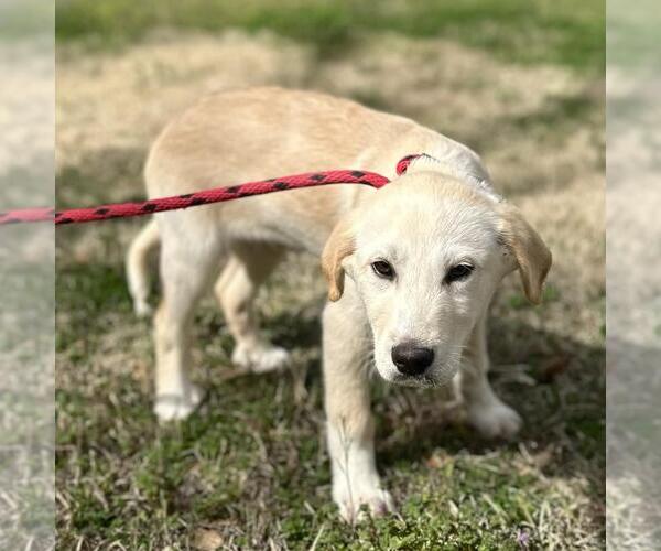 Medium Photo #2 Great Pyrenees-Unknown Mix Puppy For Sale in Yardley, PA, USA