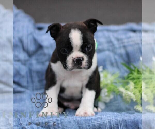 Medium Photo #4 Boston Terrier Puppy For Sale in PORT ROYAL, PA, USA