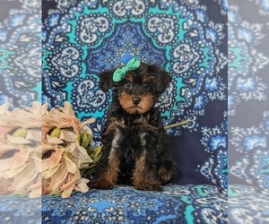 YorkiePoo Puppy for sale in KIRKWOOD, PA, USA