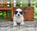 Image preview for Ad Listing. Nickname: Charlie