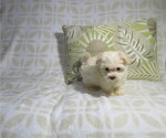 Small #1 Morkie