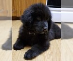 Small Photo #2 Newfoundland Puppy For Sale in BLUE SPRINGS, MO, USA
