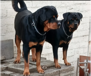 Rottweiler Puppy for sale in ROSEBURG, OR, USA