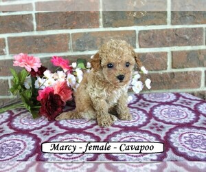 Cavapoo Puppy for Sale in CLARKRANGE, Tennessee USA