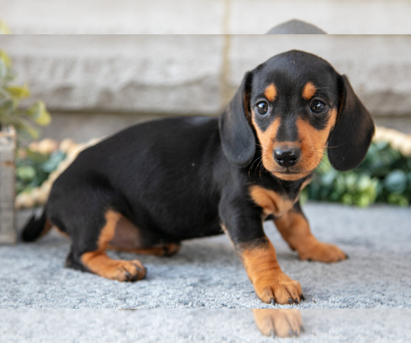 Medium Photo #2 Dachshund Puppy For Sale in NAPPANEE, IN, USA