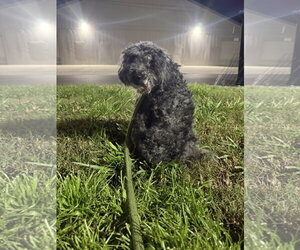 Bowie - Male Poodle (Miniature) Dog for Adoption - Photo #3