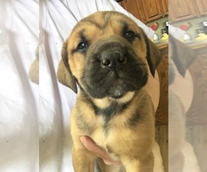 Mastiff-Unknown Mix Puppy for sale in CLARKTON, NC, USA