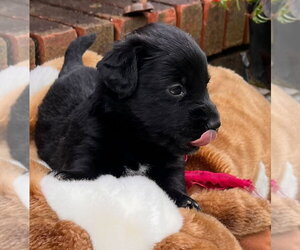 Mutt Dogs for adoption in Royal Palm Beach, FL, USA