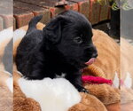 Small Mutt