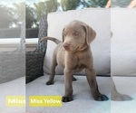 Small Photo #13 Labrador Retriever Puppy For Sale in GARVIN, MN, USA