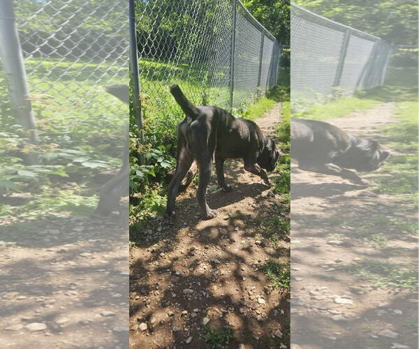 Medium Photo #4 Neapolitan Mastiff Puppy For Sale in Ellisville, MO, USA