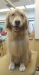 Small Photo #2 Golden Retriever Puppy For Sale in HICKORY, NC, USA