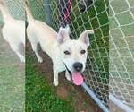 Small #1 Labrador Retriever Mix