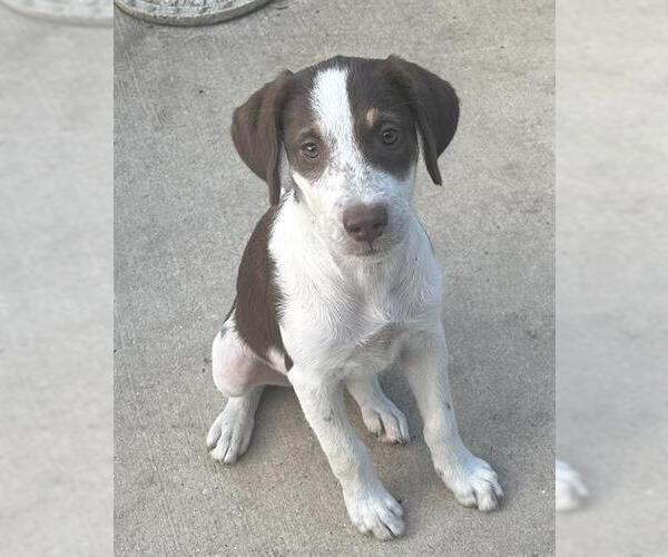 Medium Photo #1 Mutt Puppy For Sale in San Antonio, TX, USA
