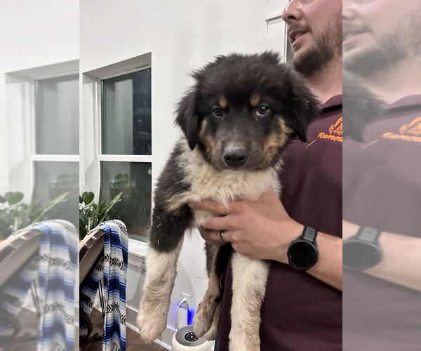 Medium Photo #1 Australian Shepherd Puppy For Sale in TYLER, TX, USA