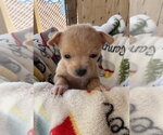 Small Photo #4 ShiChi Puppy For Sale in San Diego, CA, USA