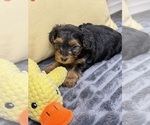 Manni - Male Yorkshire Terrier Puppy for Sale - Photo #3