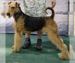 Mother of the Airedale Terrier puppies born on 05/05/2023