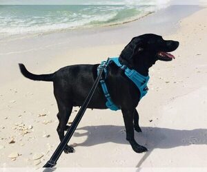 Labrador Retriever-Unknown Mix Dogs for adoption in HOLLY SPRINGS, GA, USA