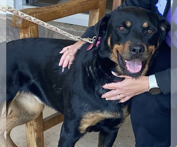 Medium Photo #9 Rottweiler-Unknown Mix Puppy For Sale in Cary, NC, USA