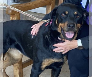 Abby - Female Rottweiler-Unknown Mix Dog for Adoption - Photo #9