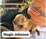 Small Photo #11 Golden Retriever Puppy For Sale in LIME SPRINGS, IA, USA