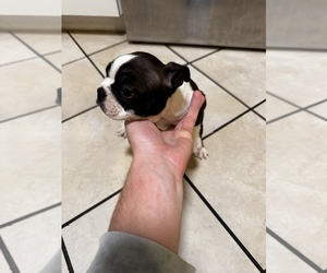 Boston Terrier Puppy for sale in CRESTVIEW, FL, USA