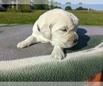 Small #11 English Cream Golden Retriever