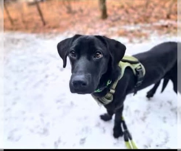 Medium Photo #1 Labrador Retriever Puppy For Sale in garner, NC, USA