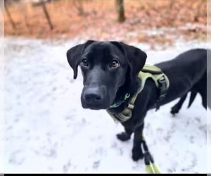Labrador Retriever Dogs for adoption in garner, NC, USA