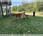Small Photo #8 Golden Retriever Puppy For Sale in BOYCEVILLE, WI, USA