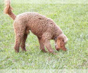 Poodle (Standard) Puppy for sale in CROSSVILLE, TN, USA