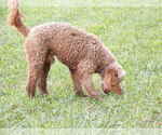 Small Poodle (Standard)