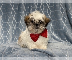 Zuchon Puppy for sale in LAKELAND, FL, USA