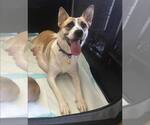 Small Photo #9 Mutt Puppy For Sale in Bellingham, WA, USA