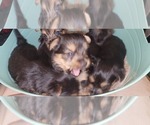 Small Yorkshire Terrier