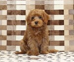 Small #2 Cavapoo (Miniature)