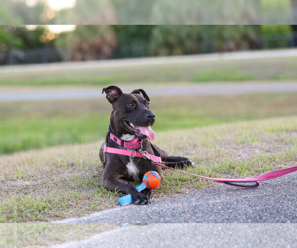 Medium Photo #6 Mutt Puppy For Sale in  Gainesville, FL, USA