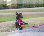 Small #5 Mutt