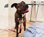 Small #3 American Pit Bull Terrier Mix