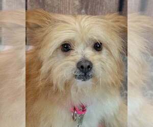 Chihuahua-Unknown Mix Dogs for adoption in Kennesaw, GA, USA