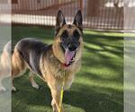 Small #1 German Shepherd Dog Mix