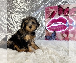 Bernedoodle (Miniature) (+ Poodle Miniature) Puppy for sale in INDIANAPOLIS, IN, USA