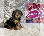 Ally Mae - Male Bernedoodle (Miniature) (+ Poodle Miniature) Puppy for Sale - Small photo