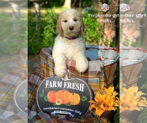 Saint Berdoodle Puppy for sale in PAW PAW, MI, USA