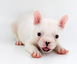 Small #9 French Bulldog