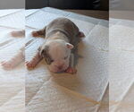 Puppy 3 Boston Terrier