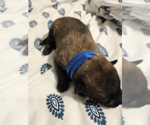 Medium Belgian Malinois