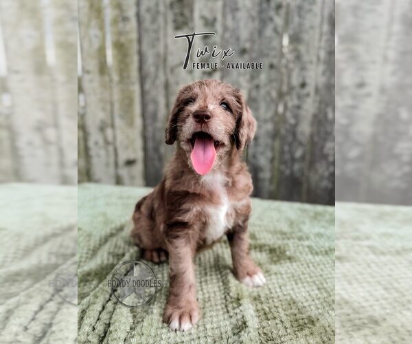 Medium Photo #1 Labradoodle Puppy For Sale in ELIZABETH CITY, NC, USA