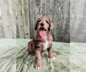 Medium Labradoodle